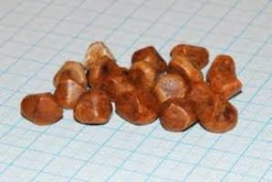 Cattle gallstone suppliers China
